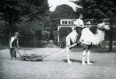 Camel Lawn-Mower, Ridden by Gardener Fred Perry at London Zoo by Frederick William Bond